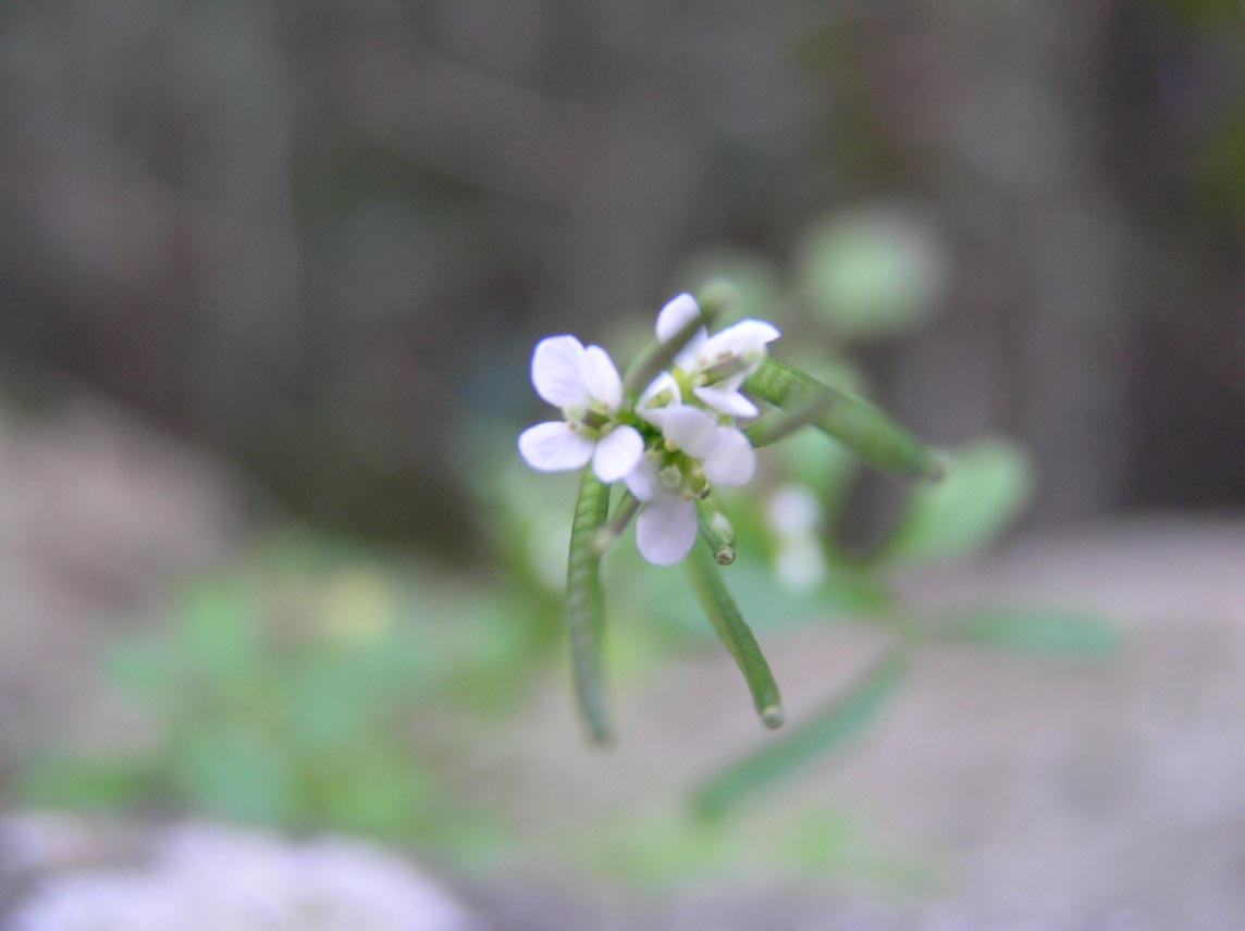 Cardamine hirsuta